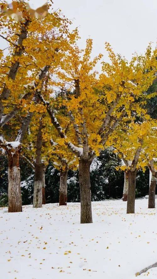 秋天到了，你觉得哪里的银杏最好看「内蒙古看雪景最佳时间」 建筑玻璃